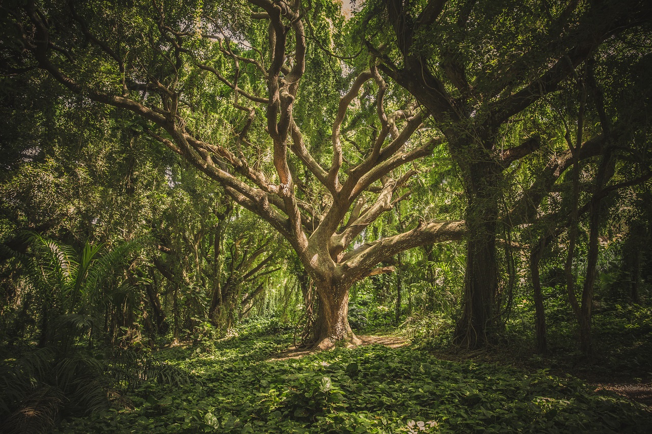 Gdzie można zobaczyć najstarsze drzewa na świecie?