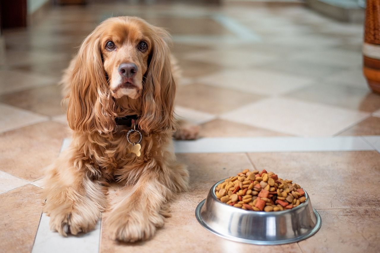 Jak dobrać karmę dla psa, która będzie sprzyjała jego diecie i zdrowiu?