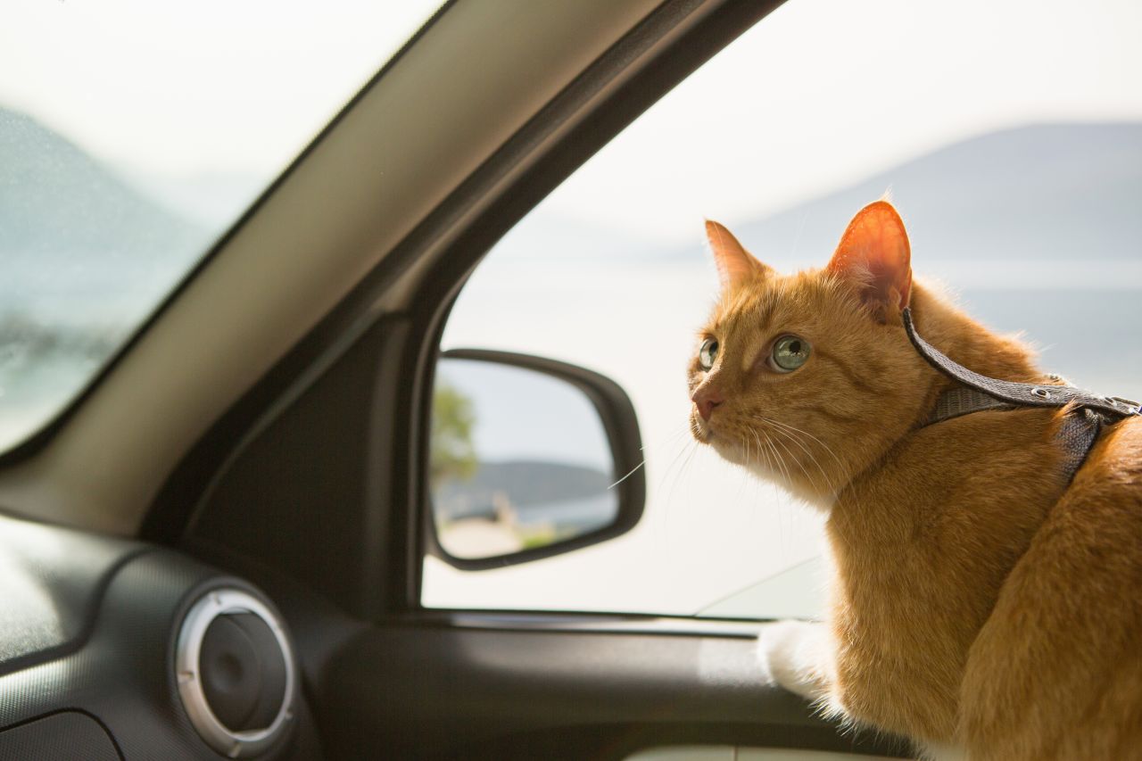O czym należy pamiętać przy transporcie kota?